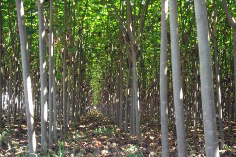 Assim como outras grandes empresas, IP publica Sustainability Report