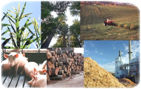 ABTC divulga aumento no uso de biomassa na indústria de papel e celulose