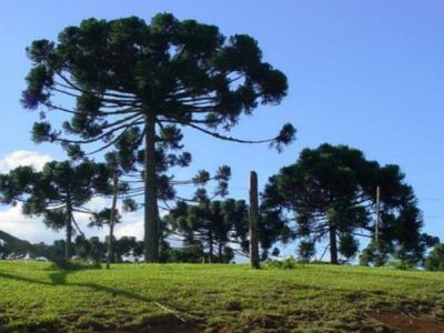 Abertas inscrições para o 10º Prêmio Oscar Schrappe Sobrinho